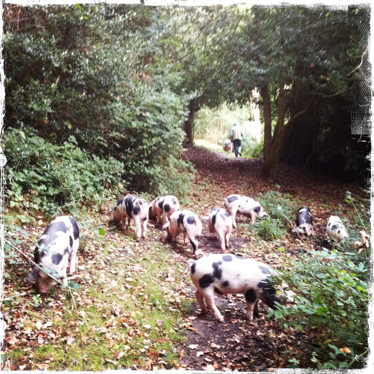 The pigs exploring the forest