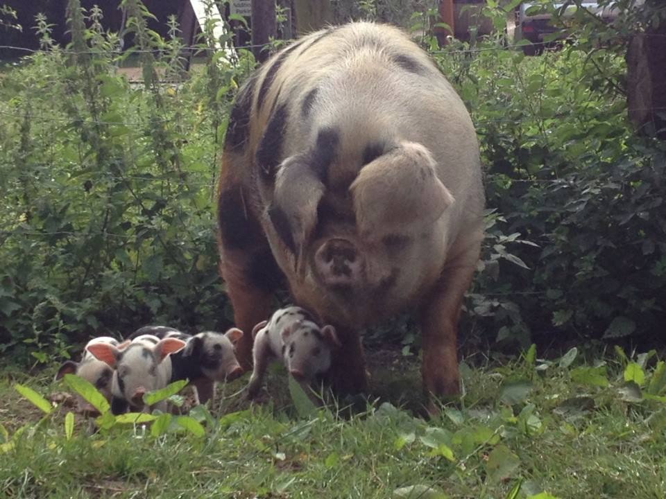 Gertie and her litter